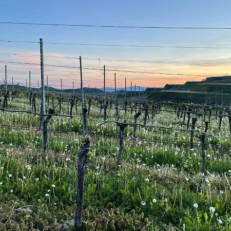 Διαμέρισμα Weingut & Strausswirtschaft Vogel Vogtsburg