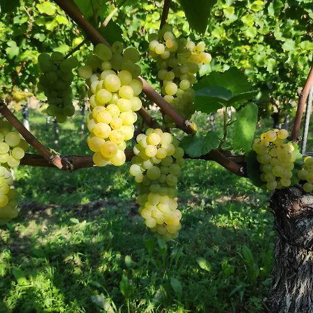 Weingut & Strausswirtschaft Vogel Διαμέρισμα Vogtsburg