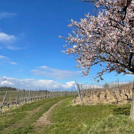 Weingut & Strausswirtschaft Vogel Apartment *