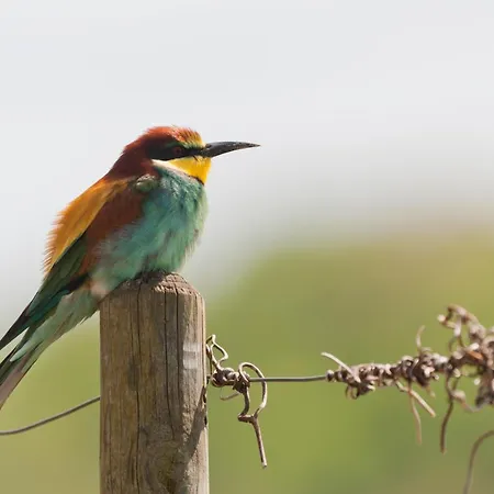 Διαμέρισμα Weingut & Strausswirtschaft Vogel Vogtsburg